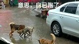 下这么大的雨，两只狗子还打架！