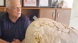 土耳其：一个就能喂饱全村 男子发现22公斤巨型蘑菇