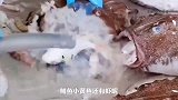 这是什么鱼吃的挺多！