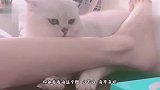 猫：把你的臭脚拿开好吗，熏死个猫了