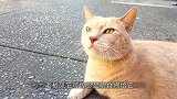 书店老板收留一只流浪猫，没想到的是，“流浪猫”变身“招财猫”