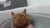 猫咪和主人一起享受泡澡，泡完自己离开，太乖了