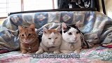 三只猫咪趴在被子下面，只露出小小的脑袋，场面十分滑稽