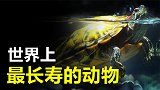 世界上最长寿的动物究竟是什么呢乌龟真的是第一名吗