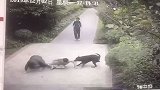 男子小区内遭猛犬撕咬1分多钟 狗主人：拼了命才救下人
