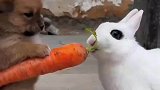 狗狗拿胡萝卜喂小兔子卜
