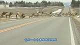 麋鹿集体跳过栅栏，留下一只腿短的过不去，网友：真尴尬
