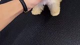 约克夏茶杯犬萌宠