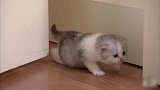 小猫咪们在家里到处串，圆圆的身子和小短腿，看起来萌萌哒的！