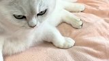 只有小猫咪才能让“母老虎”心甘情愿的道歉…萌宠出道计划 呸式vlog