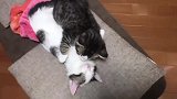 小奶猫趴在同伴身上睡觉，嘴巴还咬着它的脸，是怕它会跑吗