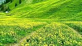 这才叫漫山遍野的野花！对吧关注我：每天分享新疆美景