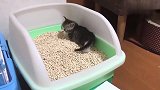 面对怕挠痒痒的小奶猫，铲屎官乐了：这猫我能玩一天