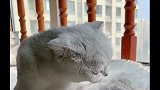 主人把猫咪老四的孩子抱到老三和姥姥面前，姥姥的反应好凶呀
