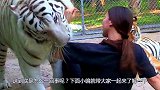 女子照顾老虎10年，老虎一口咬住女子胳膊，镜头记录全过程