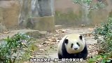 这只熊猫很受到人类的喜爱，你喜欢花花吗？