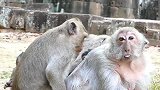 母猴对着孤儿猴做出这个表情，吓得小猴子连嘴唇都在发抖，真可怜