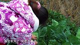 包立春提肉回来，桃子姐做一盘蒜苗回锅肉，一家人吃得喜笑颜开