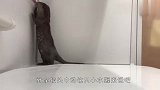 小水獭第一次洗澡，吓得握住主人胳膊不松手，结局笑翻了