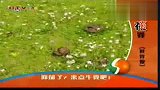 英国研究发现牛粪细菌有助于治疗抑郁症