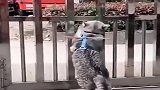 防止猫咪爬铁门跑出去玩，只能在它后背装个木条让它出不去！