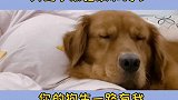 我的孕期记录——狗子一路相伴养宠与怀孕无影响