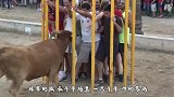 公羊被强行剃毛后，直接拦住了主人的去路：把我的羊毛还给我