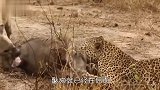 臭名昭著的鬣狗也有今天，鬣狗和花豹共享猎物，不料花豹使出这招