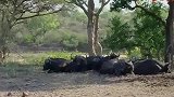 鳄鱼对水牛开始猎杀，强壮的水牛一点反抗力都没有，直接惨死当场