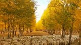 一转身，夏天就成故事了一回眸，秋天就变成了一副美丽风景线！