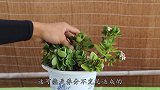 养长寿花，花盆里灌1水，是安全度夏的不二良方