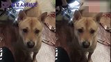 聪明到爆的狗狗究竟有多可怕？网友：你们是成精了么