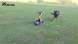 哈士奇帮主人看护宝宝，刚离开二哈本性就暴露了，主人：我要卖狗