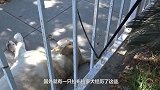 拉布拉多犬被用于繁殖幼犬，被丢弃后害怕人类，躲进了车底