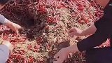 辣椒里掺石头，太缺德了