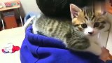 狸花猫看到主人坐着自己就爬了上去，狸花猫：这是朕的坐骑！