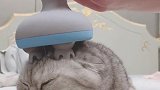 猫：这啥东西，按摩起来还挺舒服的！