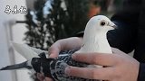信鸽鉴赏：“老多福杰”血统，黑目雌，难得一见的好鸽子