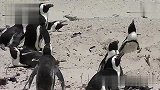 旅游-南非.博尔德斯企鹅公园