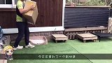 8只柯基狗狗去划船，场面简直不要太可爱，差点把船给玩翻