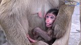 这个新生小猴是混血小猴，你们看得出它是混哪里吗？