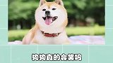 狗狗真的会笑吗