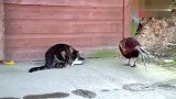 野鸡：你的猫粮可以给我吃点嘛猫咪：没问题你吃吧