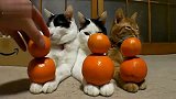 搞笑动物！3只小猫与桔子