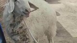 男子和小羊对话，你一句我一句好像拉家常
