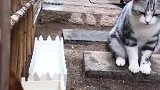 猫：铲屎官，你把我的小鱼干给鸡吃干什么！