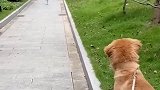 金毛：我遇到白富美了？心动了