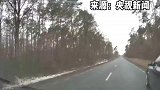 真实版“麋鹿测试”！波兰鹿群突袭公路踢坏过往汽车