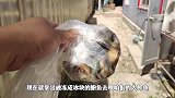 3只冷冻没救活的深海鲍鱼，投喂饿了9天的铁嘴鳄龟，连壳都能撕