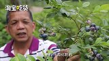 富硒蓝莓熟了：游客忍不住边摘边吃